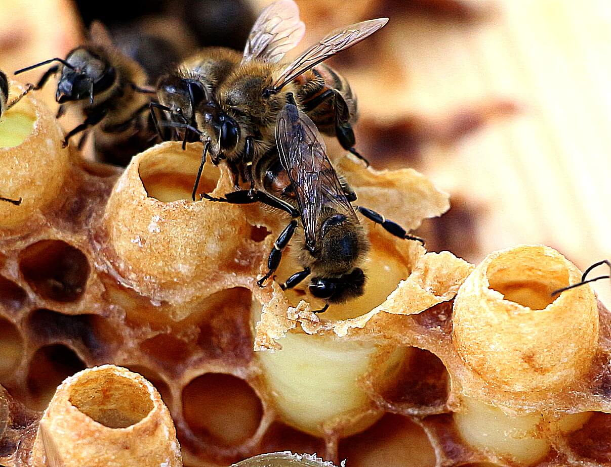 Пчелиное маточное молочко польза невероятная